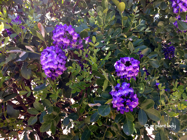 Fragrant flowers of Texas mountain laurel (Sophora secundiflora)