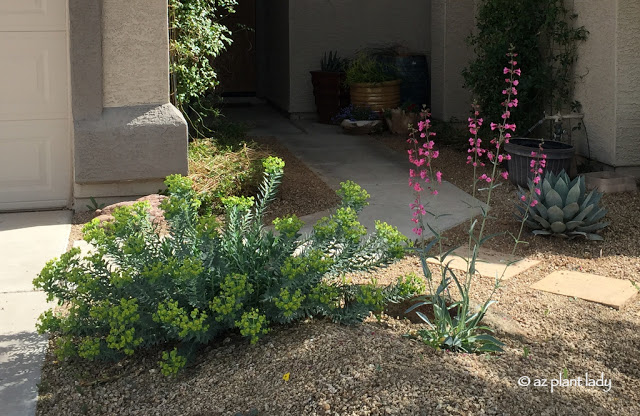 Gopher plant (Euphorbia rigida) and Parry's penstemon (Penstemon parryi) in my front garden.