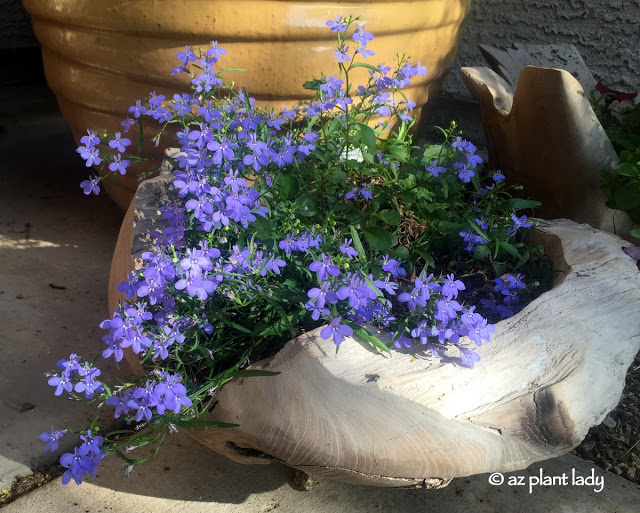 Spring Flowers, Lobelia 