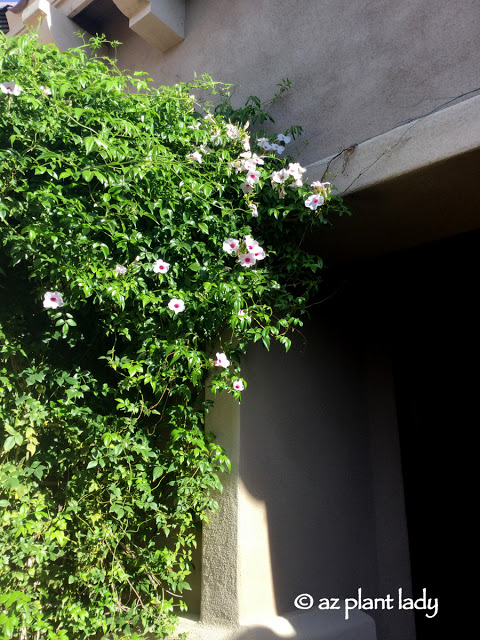 Photo: Pink bower vine (Pandorea jasminoides)