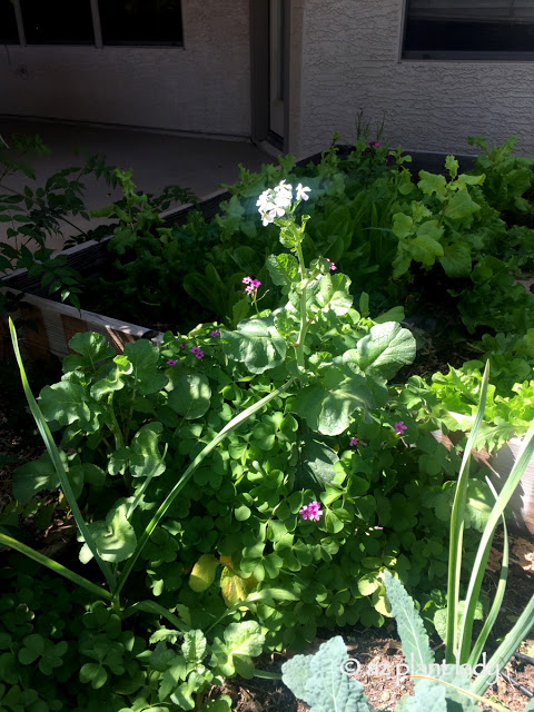 Mystery Flower in the Vegetable Garden