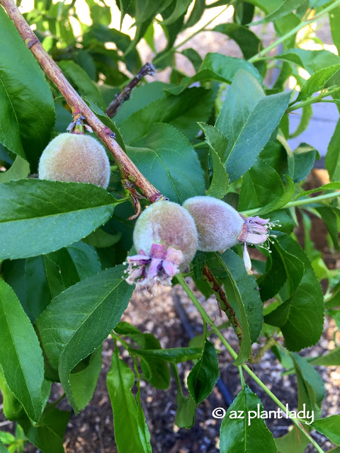 peach trees