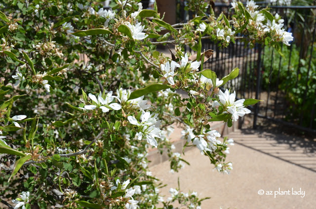 anacacho orchid (Bauhinia lunarioides)