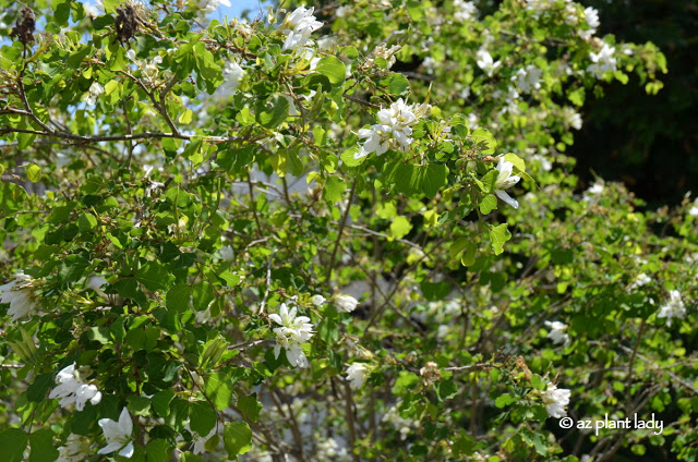 anacacho orchid (Bauhinia lunarioides)