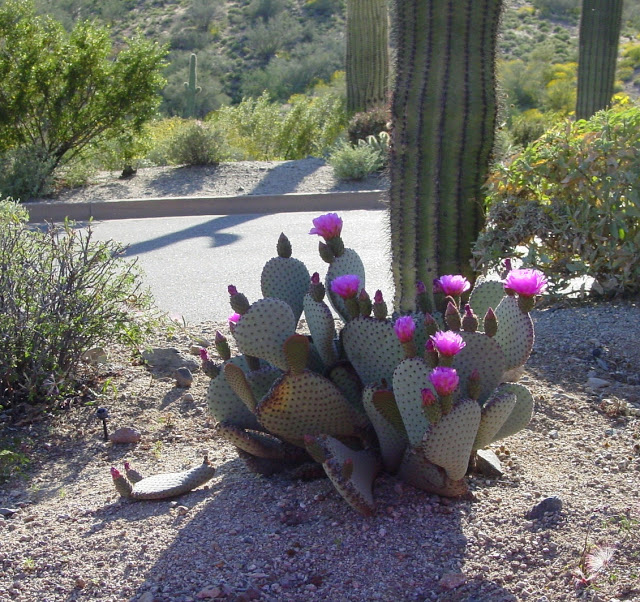 Cactus Flowers