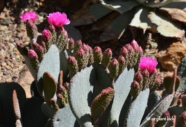 Cactus Flowers