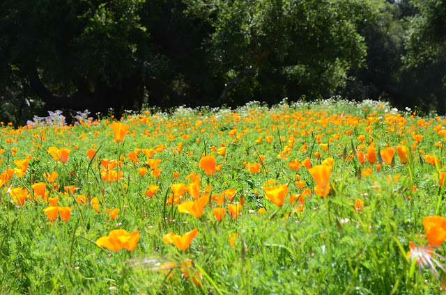 California poppies (Eschscholzia californica)