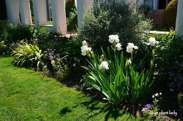 White bearded iris