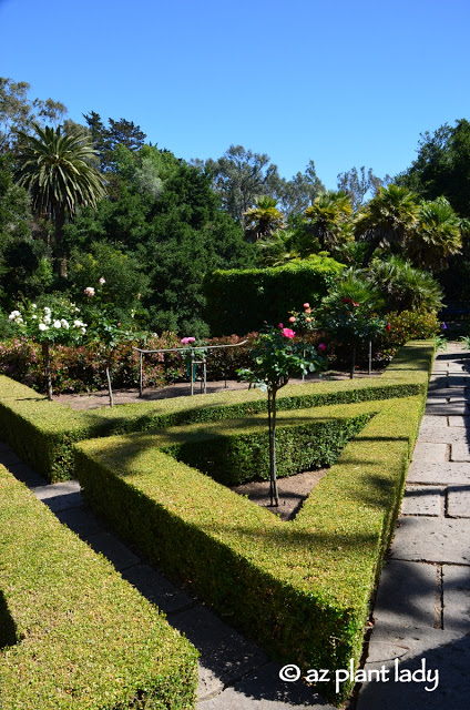 sharply pruned boxwood shrubs