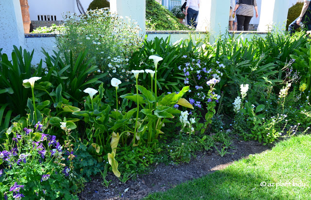 Calla (Arum) lilies