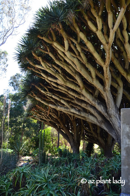 huge dragon tree (Dracaena draco)