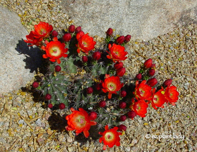 Claret Cup Cactus