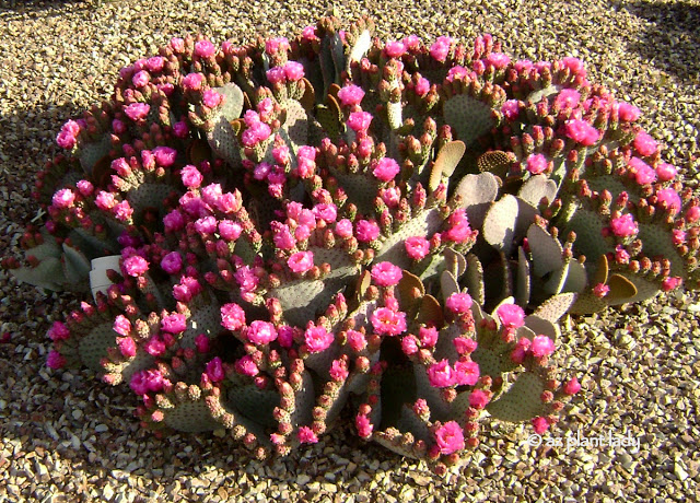 spring in the desert Southwest