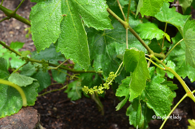 Young grapes