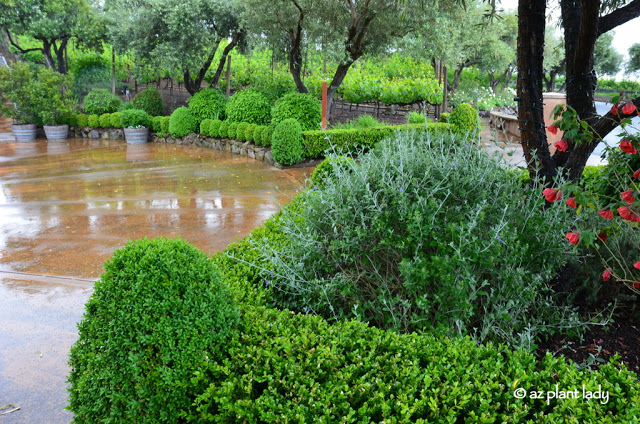 shrubby germander (Teucrium fruiticans) shrubs.  