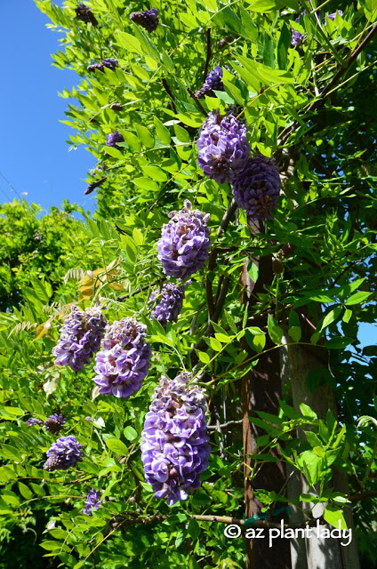 Wisteria Vine