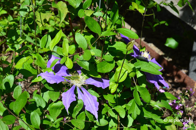 Clematis flowers