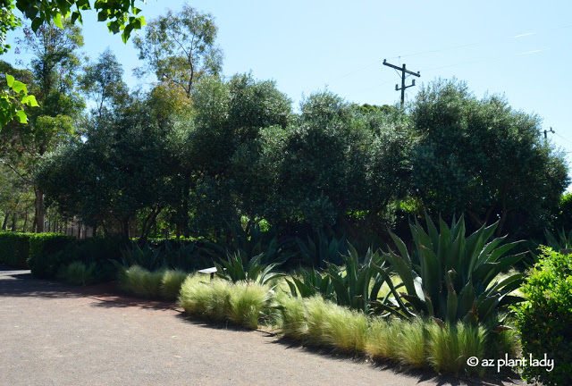 Mexican feather grass (Stipa tenuissima) and Agave salmiana.