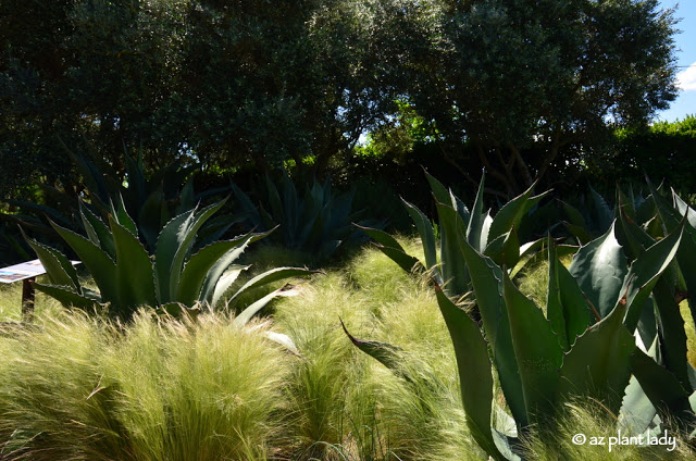 Mexican feather grass (Stipa tenuissima) and Agave salmiana.