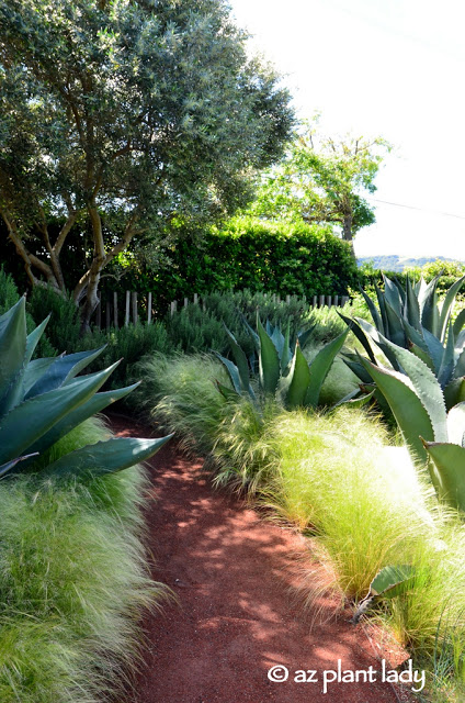 Mexican feather grass (Stipa tenuissima) and Agave salmiana.