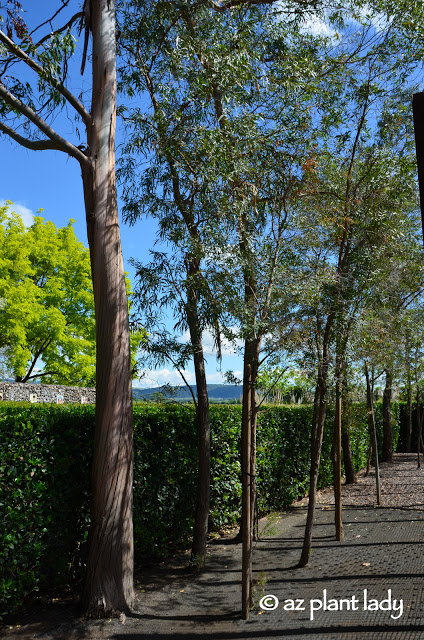 Eucalyptus trees