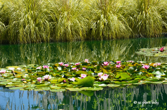 pond filled with waterlilies