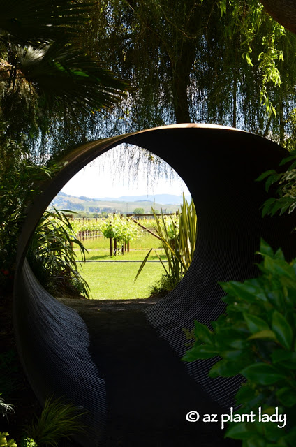 Field of grape vines.