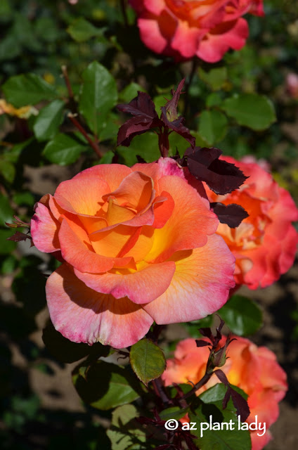 multi-colored roses 