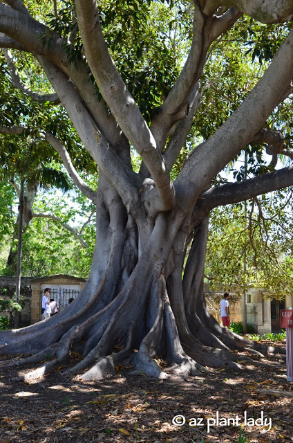  Moreton Bay fig tree