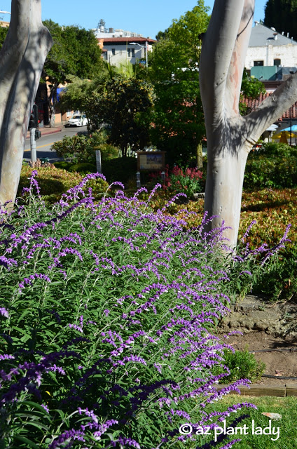  Mexican bush sage (Salvia leucantha)