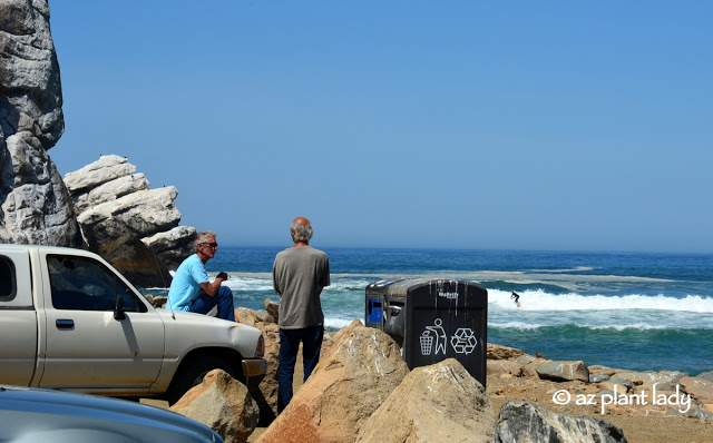 two old surfers