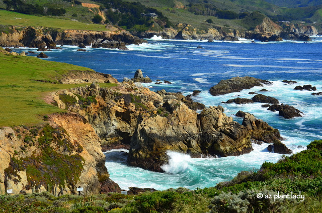 California coast is filled with wildlife