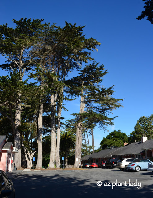 Our hotel in Pacific Grove, The Butterfly Grove Inn.