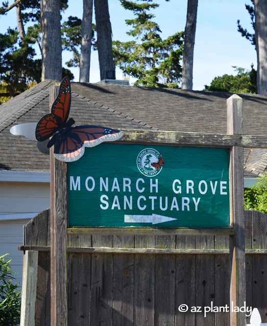 Pacific Grove , Monarch Grove Sanctuary.