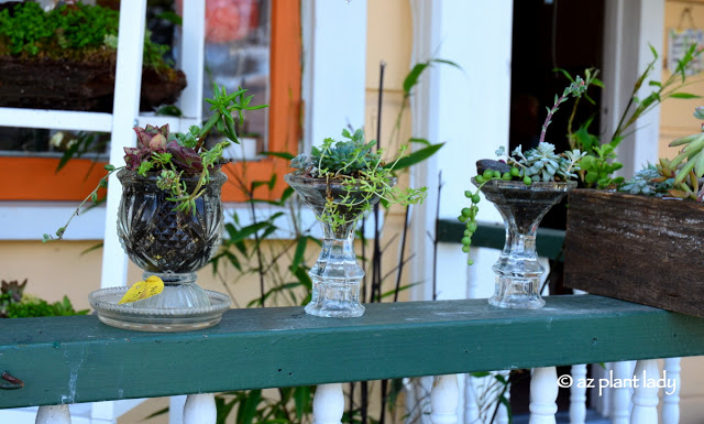 Vintage glass containers filled with succulents.