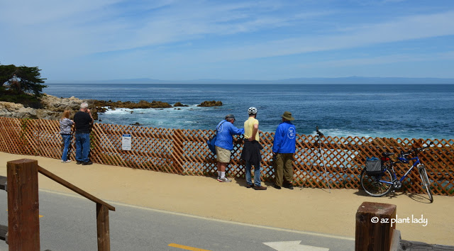  Pacific Grove