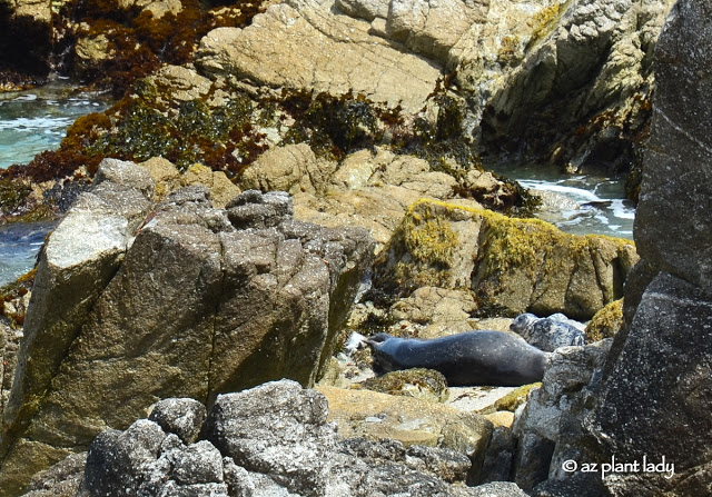 harbor seals