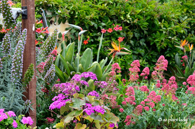 flowering perennials and shrubs