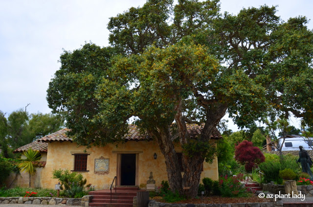 cork oak tree