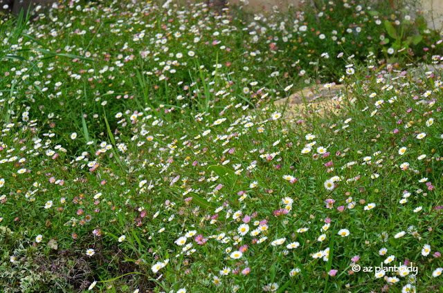 Santa Barbara Daisy (Erigeron karvinskianus)