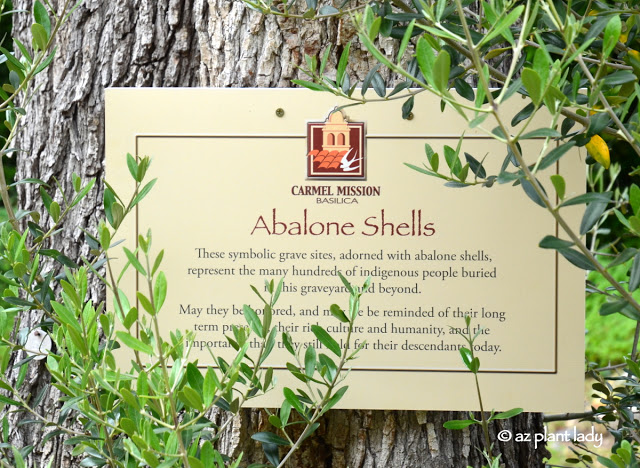 abalone shells