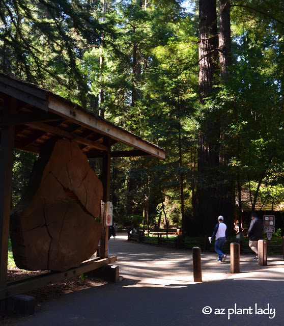 Redwoods State Park