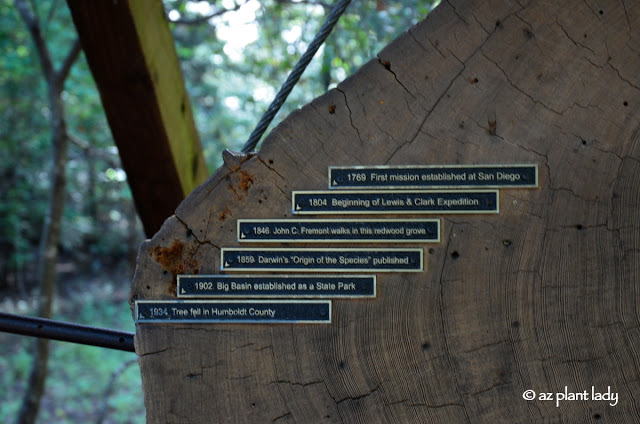 Redwoods State Park , Coastal redwood trees (Sequoia sempervirens).