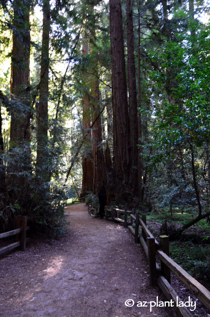 Redwoods State Park