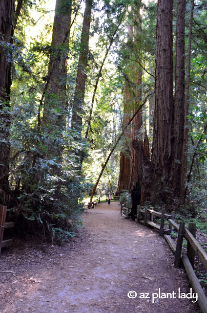 Coastal redwood trees