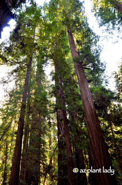 Redwoods State Park 