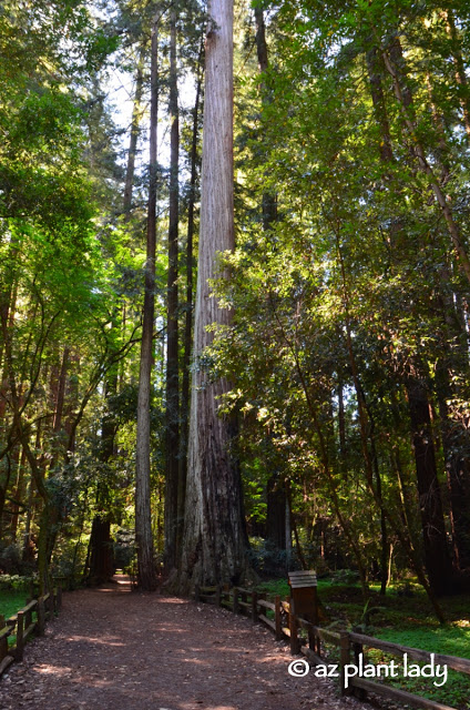 Redwoods State Park 