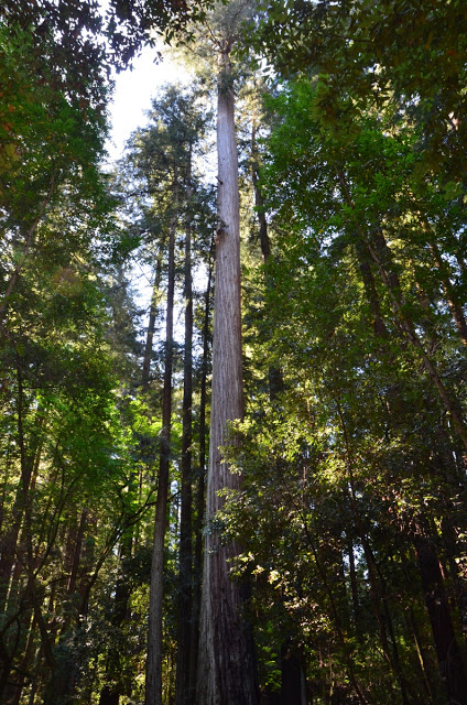 Redwoods State Park 