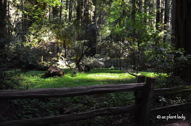 Redwoods State Park 