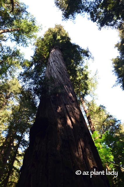 Redwoods State Park 